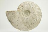 Silver Iridescent Ammonite (Cleoniceras) Fossil - Madagascar #219586-1